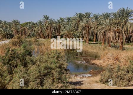 Kleiner Teich in Dakhla Oase, Ägypten Stockfoto