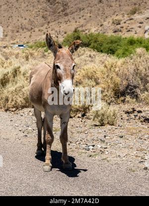 Single Wild Esel Steht Am Rande Der Straße Im Death Valley National Park Stockfoto