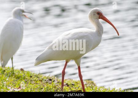 American White Ibis (rechts) und Schneegret (links) im Bird Island Park in Ponte Vedra Beach, Florida. (USA) Stockfoto