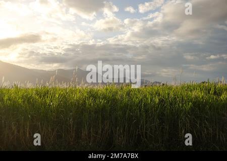 Zuckerrohrfelder zur goldenen Stunde, mit Sonnenuntergang über Hügeln in der Ferne - Cairns, Far North Queensland, Australien Stockfoto