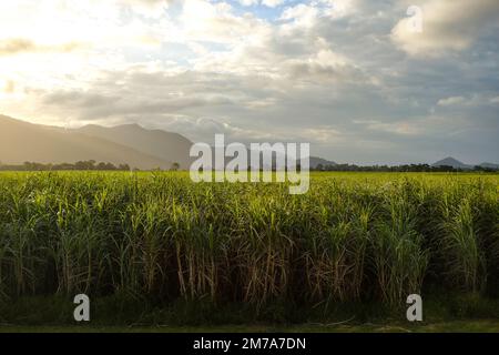 Zuckerrohrfelder zur goldenen Stunde, mit Sonnenuntergang über Hügeln in der Ferne - Cairns, Far North Queensland, Australien Stockfoto