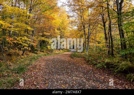 Eine Forststraße in der Wildnis in den Adirondack Mountains, NY, USA, im Herbst mit sich verfärbenden Blättern Stockfoto