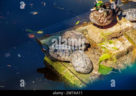 Schildkröten und eine Ente auf einem Stein in einem Teich an einem klaren, sonnigen Tag. Stockfoto