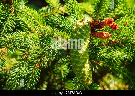 Große, frische, grüne europäische Fichte oder Picea abies in lateinischer Sprache auf den Zweigen. Stockfoto