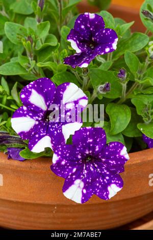 Eine vertikale Nahaufnahme des markanten dunkelvioletten und weißen Dachhimmels, die in einem Keramiktopf blühenden Petunia (Petunioideae)-Blüten. Stockfoto