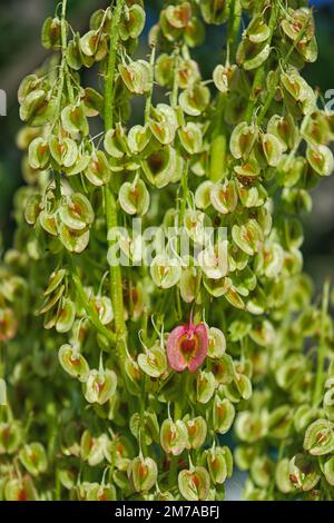 Nahaufnahme, macron auf bunten Herbstblumen. Rhabarber blühen in braun, orange, grün und gelb. Stockfoto