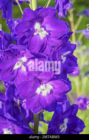 Nahaufnahme Kolibri-Hawk-Motte Macroglossum stellatarum saugenden Nektar von blauen Delphinium Pacific Hybrids oder Consolida larkspur. Stockfoto