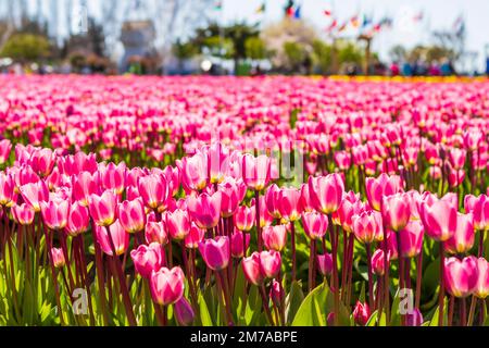 Reihen von leuchtend rosa Tulpen mit Touristen, Gebäuden und bunten Flaggen im Hintergrund, in Tulip Town während des jährlichen Skagit Valley Tulip Festiva Stockfoto