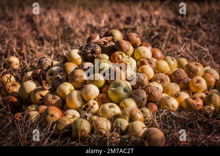 Ein Haufen beschädigter gefallener Äpfel, der mit Gartenkrankheit infiziert ist und auf trockenem Rasen liegt Stockfoto