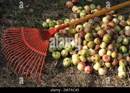 Ein Haufen teilweise fauler grüner und gelber Äpfel im Garten mit einem naiven roten Rechen am sonnigen Herbsttag Stockfoto