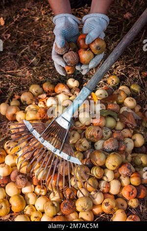 Der Gartenarbeiter hat im Herbst einen Haufen zerfetzter Äpfel vom Rasen gehackt und dabei mehrere kranke Früchte in Arbeitshandschuhen gehalten Stockfoto