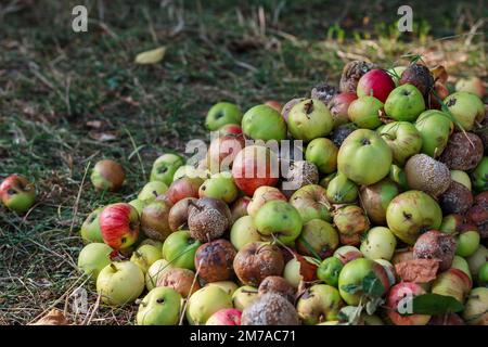 Riesiger Haufen geharkter teilweise fauler Äpfel im Garten Stockfoto