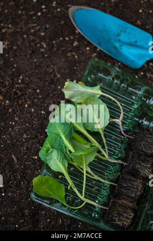 Anbau von Bio-Gemüse im Garten. Romanische Salatkeime und blaue Gartenschaufel auf dem Boden. Salatpflanze auf dem Boden Stockfoto