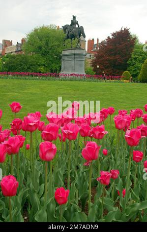 Tulpen blühen im Bostoner Public Garden und umgeben eine Skulptur von George Washington auf dem Pferderücken im Frühling Stockfoto