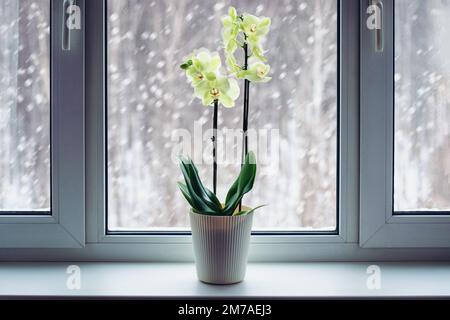 Orchideen blühen im Winter auf Fensterbank, Phalaenopsis Pflanzenpflege, blühende Zimmerpflanzen in der kalten Jahreszeit Stockfoto