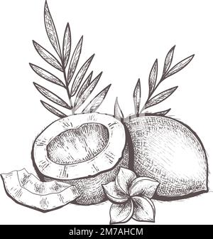 Retro-Kokosnuss-Gravur Stock Vektor