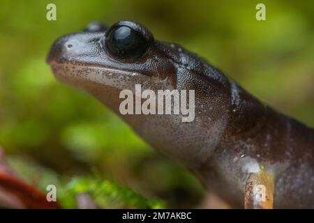 Ein Makroporträt eines Ensatina Salamander aus der Nähe, einer Amphibie aus Nordkalifornien im Mendocino County. Stockfoto