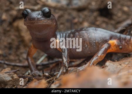 Ein Makroporträt eines Ensatina Salamander aus der Nähe, einer Amphibie aus Nordkalifornien im Mendocino County. Stockfoto