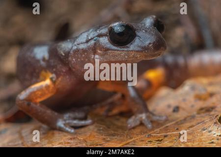 Ein Makroporträt eines Ensatina Salamander aus der Nähe, einer Amphibie aus Nordkalifornien im Mendocino County. Stockfoto