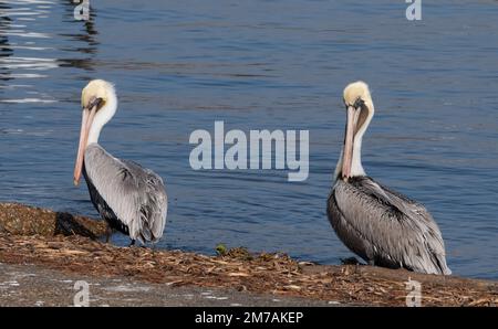 Zwei braune Pelikane stehen am Rand von Lake Woodlands in Texas Stockfoto