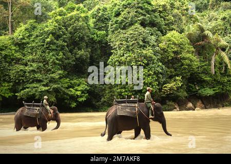 Ranger des Gunung Leuser National Park reiten auf Sumatra-Elefanten auf einem Fluss in der Nähe von Tangkahan, einem an den Nationalpark angrenzenden Dorf in Langkat, Nordsumatra, Indonesien. Stockfoto