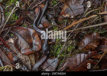 Eine Ensatina Salamander, eine Amphibie aus Nordkalifornien im Mendocino County, von oben gesehen, wie sie inmitten von Laubstreu auf dem Waldboden kriecht. Stockfoto