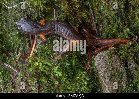 Ein junger Ensatina Salamander, eine Amphibie aus Nordkalifornien in Mendocino County, von oben gesehen auf dem Waldboden. Stockfoto