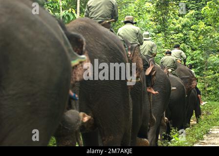 Ranger des Gunung Leuser National Park reiten auf Sumatra-Elefanten in Tangkahan, einem an den Nationalpark angrenzenden Dorf in Langkat, Nordsumatra, Indonesien. Stockfoto