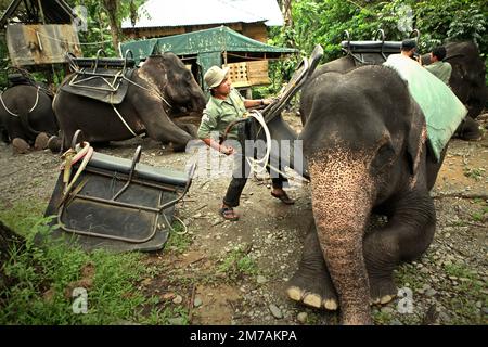 Ein Ranger des Gunung-Leuser-Nationalparks rüstet einen Sumatra-Elefanten in Tangkahan, einem an den Nationalpark angrenzenden Dorf in Langkat, Nordsumatra, Indonesien, mit einem Sattel aus. Stockfoto