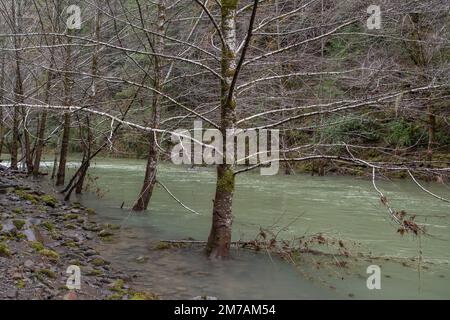 Hoher Wasserstand im Aal im Mendocino County in Nordkalifornien, einige Bäume stehen in einem überfluteten Gebiet. Stockfoto