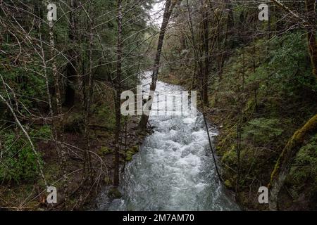 Im Mendocino County im Norden Kaliforniens, USA, fließt ein älterer Bach durch üppige Wälder. Stockfoto