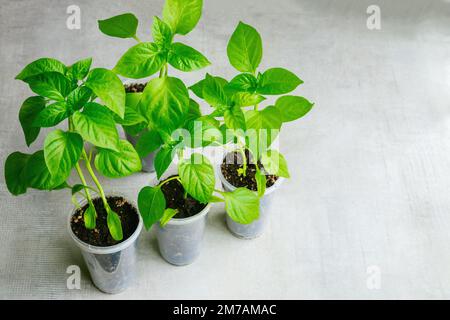 Paprika-Setzlinge, die in einem Plastikbecher wachsen. Stockfoto