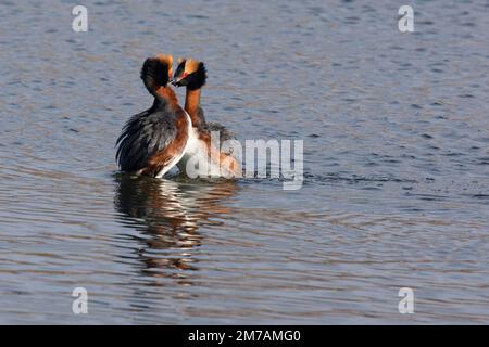 Horned Grebes tanzen in einer Paarverleihung, eine Werbetafel der Vögel im Frühling, Kanada (Podiceps auritus) Stockfoto