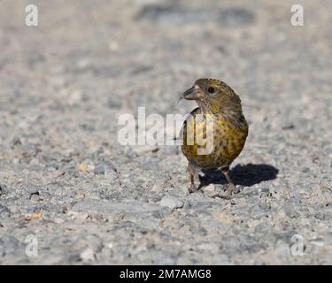 Weißflügelige Kreuzvogel auf dem Boden, um Körner für die Verdauung zu essen. Jasper National Park, Alberta, Kanada. (Loxia leucoptera leucoptera) Stockfoto