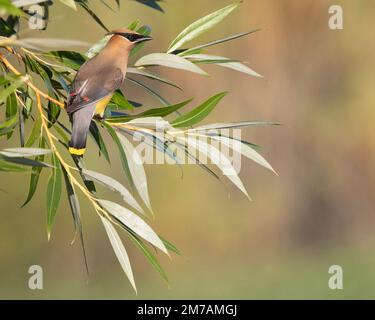 Zedernwachs hoch oben in Weidenbaum (Bombycilla cedrorum) Stockfoto