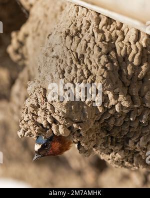 Der aus dem Schlammnest in Weaselhead Flats Natural Area, Calgary, Alberta, Kanada (Petrochelidon Pyrrhonota) Stockfoto