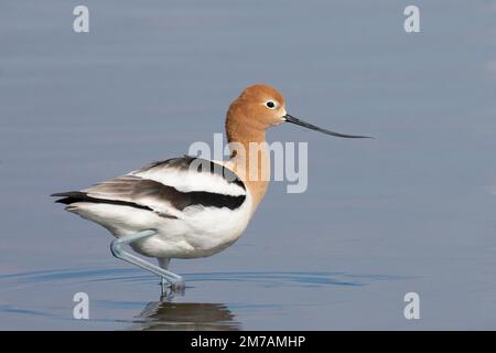 Amerikanische Avocet-Vögel waten im slough Water in den kanadischen Prärien, Alberta, Kanada. Recurvirostra americana Stockfoto