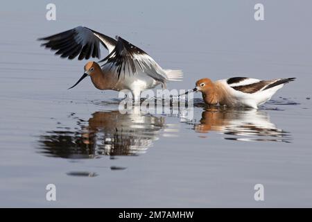 Zwei amerikanische Avocets, die im flachen Wasser eines Prärie-slough im Süden Albertas, Kanada, Essen fangen. Recurvirostra americana Stockfoto