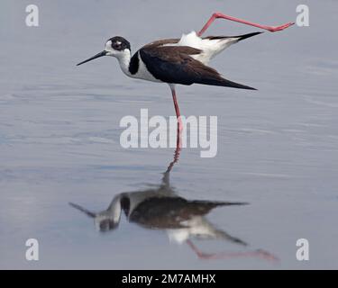Schwarzhalsvogel, der sich ein langes rosa Bein ausstreckt, während er durch ein Sumpfgebiet, Frank Lake Conservation Area, Alberta, Kanada, wandert (Himantopus mexicanus) Stockfoto