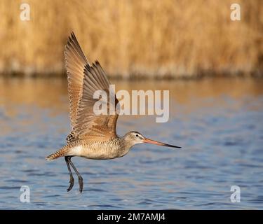 Marmorierter Gottgeist über der Prärie slough, Frank Lake Conservation Area, Alberta, Kanada (Limosa fedoa) Stockfoto