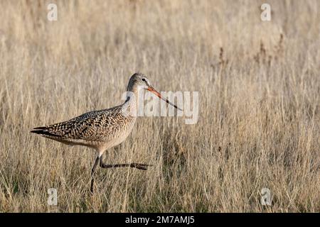 Marmorierter Gottgeist auf dem Weg durch Präriegräser, Frank Lake Conservation Area, Alberta, Kanada (Limosa fedoa) Stockfoto