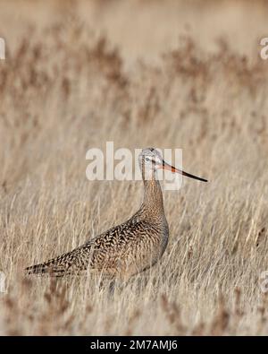 Marmorgott im Präriegrasland, Frank Lake Conservation Area, Alberta, Kanada (Limosa fedoa) Stockfoto