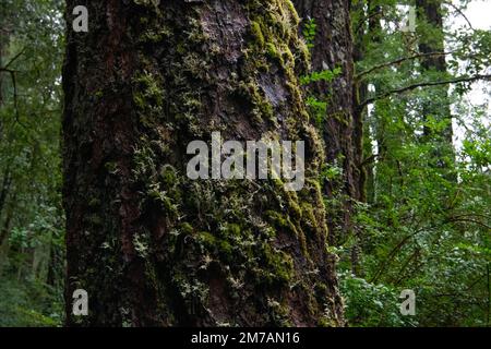 Ein großer Baum im Wald mit seiner Rinde bedeckt mit Epiphyten wie Moos und Flechten in der nordkalifornischen Wildnis im Kreis Mendocino. Stockfoto