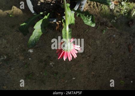 Eine verwelkte rosafarbene Gerbera-Blume, die nach unten zeigt, weil sie lange Sonnenlicht ausgesetzt war, Blick von oben auf die Blume Stockfoto