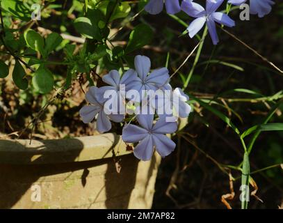 Nahaufnahme eines Blumenstraußes von Cape Leadwort (Plumbago Auriculata) mit den umliegenden Stämmen, Blättern und Samen. Stockfoto