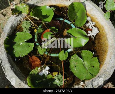 Eine blaue Seerossenpflanze mit kleinen Blütenknospen auf einem kleinen Teich aus Zement im Garten. Der Teich besteht aus einer kleinen Mosaikblütenpflanze mit Algen Stockfoto