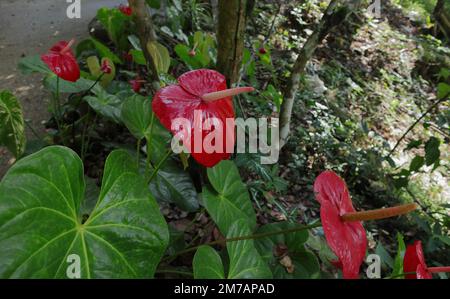 Seitenansicht der roten Anthuriumblumen im Garten Stockfoto