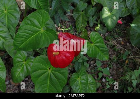 Reife und junge zwei Anthuriumblumen im Garten, Blick von oben Stockfoto