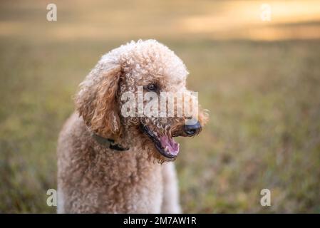 Goldendoodle Dog draußen auf grünem Gras. Porträt eines Hundes. Stockfoto