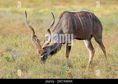 Männliche Kudu-Antilopen (Tragelaphus strepsiceros), die sich in ihrem natürlichen Lebensraum ernähren, Addo-Elefanten-Nationalpark, Südafrika Stockfoto